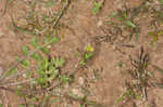 Southern marsh yellowcress